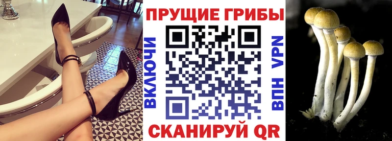 продажа наркотиков  Курильск  Псилоцибиновые грибы Magic Shrooms 